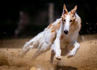 Jakie rasy psów najrzadziej chorują?