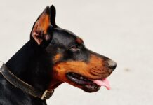 Czy doberman jest zakazany w Polsce?