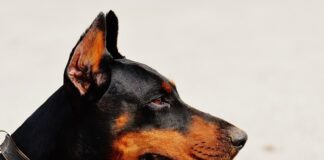 Czy doberman jest zakazany w Polsce?