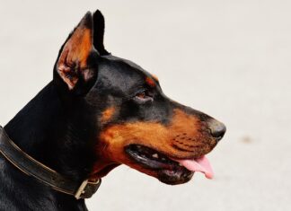 Czy doberman jest zakazany w Polsce?