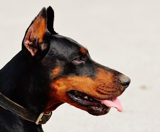 Czy doberman jest zakazany w Polsce?